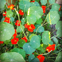 Load image into Gallery viewer, Image of flowers in nature.