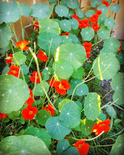 Load image into Gallery viewer, Private classes & Gardening Services.