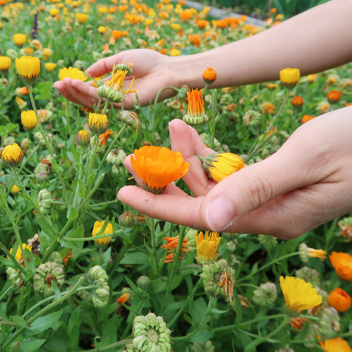 A pair of hands holding flowers in the garden.