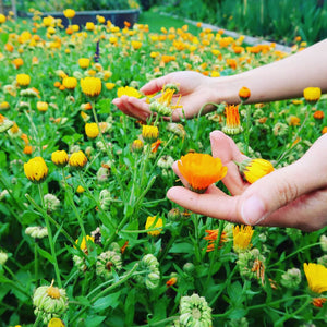 Private Event Gardening & Cooking Classes spring 2023